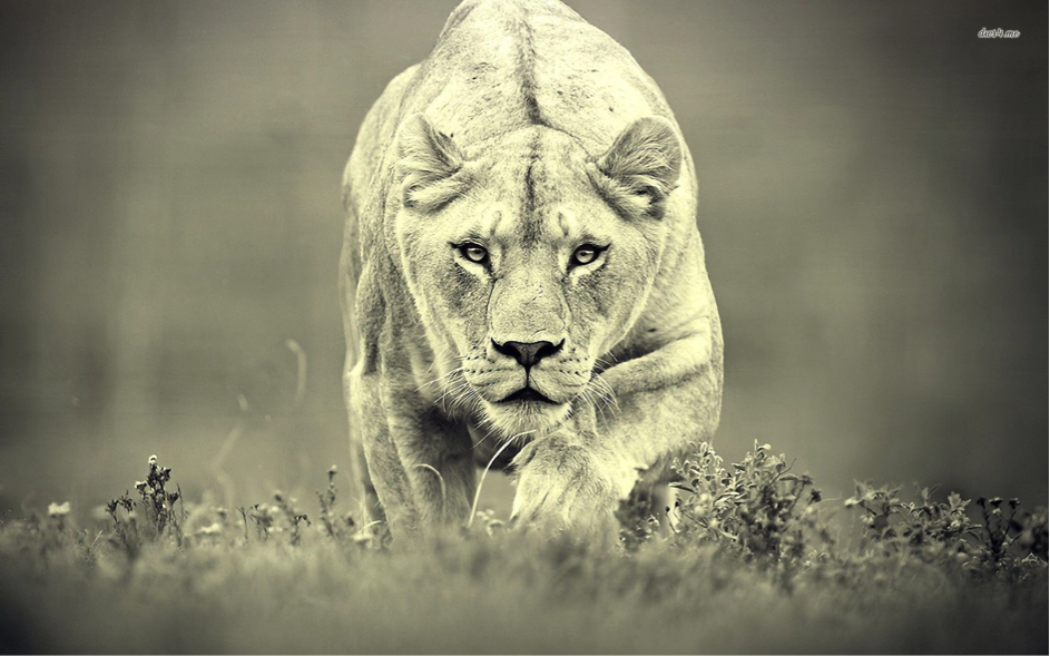 Image result for fierce lioness